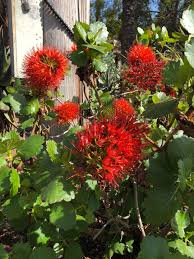 Image result for Greyia sutherlandii