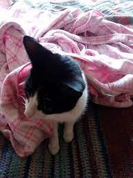 Milwaukee Record Cat Of The Week: Felix, 51% OFF