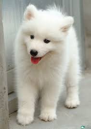 Facwear Alaska Dog Cute White Dogs Samoyed Puppy