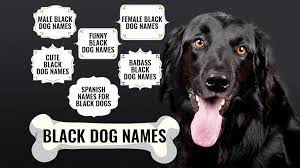 Female dogs may be feminine, but that doesn't mean they can't be tough! 130 Gleaming And Attractive Black Dog Names Petmoo