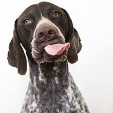 Bark Bistro Company On Instagram Real Food All For Me Keep Talking Tongueouttuesday Repost Justabirddog Link In Bi Real Food Recipes Instagram Bff