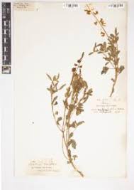 Image result for Crotalaria parvula