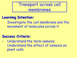 How does the concentration of salt (nacl) affect the mass of a potato soaked in water (h2o) with haven't found the relevant content? Starter Activity Answer The Following Question In Your Classwork Jotter What Type Of Fibres Are The Cell Walls Of Plants Made Of Name The Small Rings Ppt Video Online Download