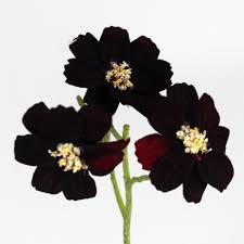 We did not find results for: Chocolate Cosmos Flower Import Japanese Products At Wholesale Prices Super Delivery