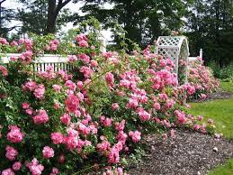 Garden Design With Roses Tips For A Beautiful Rose Garden Decor Ideas For You 2018 Blumen Garten Bilder Blumen Anbauen Schone Rose