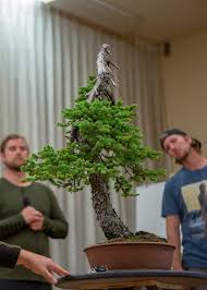 A durable tree, designed for outdoor gardens, the chinese elm can also be displayed indoors for extended periods of time. Bonsai Mirai On Twitter At The Bonsai Society Of Portland Rendezvous Ryan Neil Michael Hagedorn Matt Reel Bobby Curttright Led An Innovative Critique Of Selected Trees Together They Dove Deep To