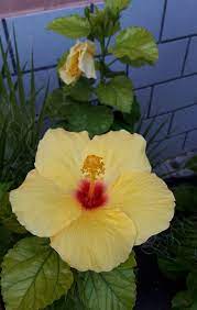 L'ibiscus pianta ornamentale facile da coltivare dai fiori meravigliosi dalle proprietà benefiche , adatta per abbellire giardini e terrazze. Pin On Fiori Di Ibisco