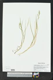 Image result for Urochloa oligobrachiata