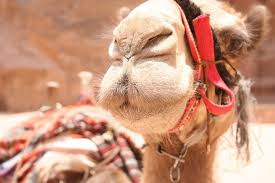 The Camel S Nose How Moral Relativism Kills Churches Juicy Ecumenism