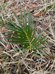 Image result for Cycadaceae