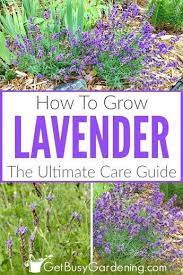 How To Care For Lavender Plants Growing Herbs In Pots Lavender Plant Care Lavender Plant