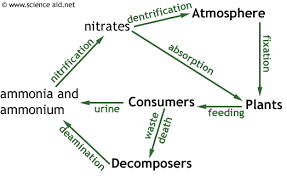 Nutrient Cycles Recycling In Ecosystems The Carbon And