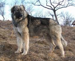 The romanian mioritic shepherd is a large breed of livestock guardian dog that originated in the carpathian mountains of romania. CiobÄƒnesc Romanesc Carpatin Wikipedia
