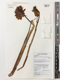 Image result for Orthochilus ruwenzoriensis