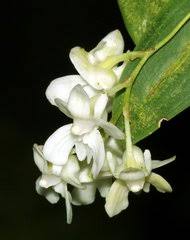 Image result for Habenaria aberrans