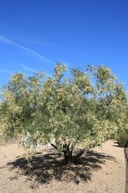 Image result for Acacia mearnsii