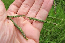 Image result for Sarcocornia decumbens