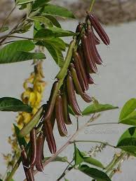 Image result for Crotalaria preladoi