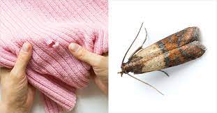 The adults can fly or crawl in from elsewhere. Clothes Moths 101 The Basics Of Mothproofing