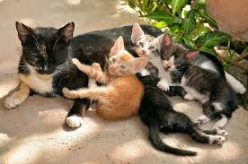 Buat kucing maine coon kesayanganmu, saatnya lebih peduli untuk menjaganya tetap sehat dengan menghindari daftar makanan berikut ini. Bolehkah Anak Kucing Makan Makanan Kucing Dewasa Semua Halaman Bobo