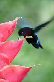 Purple Throated Caribs One Of The Three Types Of Hummingbirds On St Kitts Bird Pictures Hummingbird Hummingbird Flowers