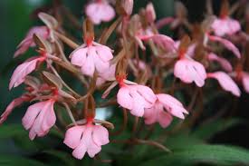 Image result for Habenaria arianae