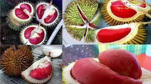 Sầu riêng, măng cụt cái mơn/ nghêu sò cồn lợi, thuốc ngon mỏ cày. Cay Sáº§u Rieng Ruá»™t Ä'á» Giá»'ng Nháº­p Kháº©u NÄƒng Suáº¥t Cao Youtube