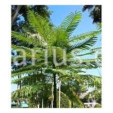 Image result for Schizolobium parahyba