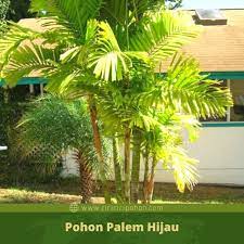 Karakteristik Pohon Palem Hijau Yang Wajib Diketahui Ciriciripohon Com