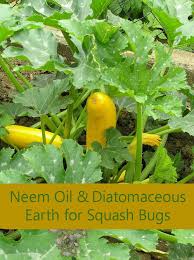 Remove any old organic mulch from around your zucchini plant. Control Squash Bugs 12 Ways How To Kill Squash Bugs