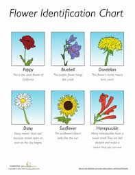 Flower Identification Worksheet Education Com Flower Identification Flower Identification Chart Flowers