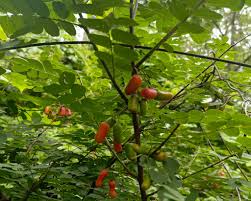 Image result for Rourea coccinea