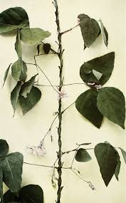 Image result for Amphicarpaea