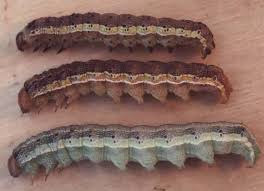 Many other plants, particularly fruit treesmay also be infested. Identifying Common Sweet Corn Caterpillars Fact Sheet Unh Extension
