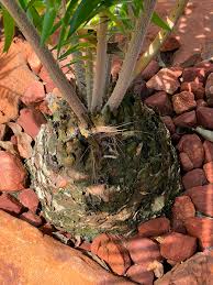 Image result for Encephalartos aplanatus