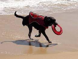 In rare instances, the period of treatment will extend beyond this as well. Prednisone And Dog Cancer Side Effects And Prescription Tips