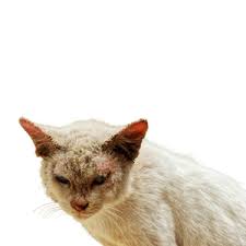 Selalunya ok sahaja kucing untuk meminum air kelapa muda bagu jumlah yang kecil. Manfaat Air Kelapa Untuk Kucing Hamil 15 Cara Mengobati Kucing Sakit Dari Ahlinya Paling Ampuh Air Kelapa Memiliki Sejarah Panjang Baik Sebagai Obat Maupun Untuk Diminum Kas Io