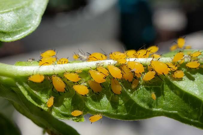 All About Aphids: A Guide to Understanding and Managing the Gardener's  Least Favorite Pests - Rockledge Gardens