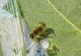 Image result for Microcoelia physophora