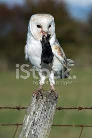Iucn red list of threatened species, version 2012 marti cd, poole af, bevier lr, 2005. Schleiereule Tyto Alba Stockfotos Freeimages Com