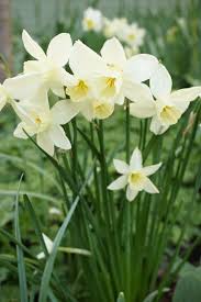 Narcissus Thalia A Triandrus Narcissus Known As The White Orchid Daffodil