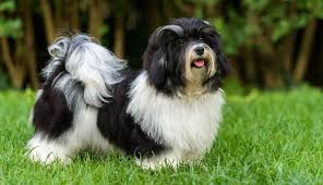 We did not find results for: Havanese Dogs The Good The Bad About This Dog Breed K9 Web