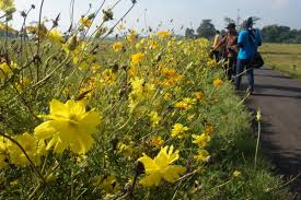Maybe you would like to learn more about one of these? Tanaman Ini Penjaga Sawah Dari Hama Murah Dan Ramah Lingkungan Mongabay Co Id Mongabay Co Id