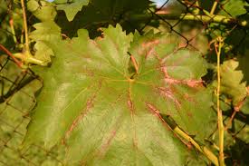 Grapes | Ucsd Center For Community Health