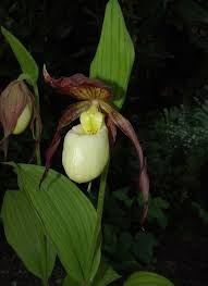 Image result for Rhipidoglossum pusillum