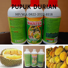 Jika selama ini hanya tanam pokok bunga atau hiasan dalam pasu apa kata lepas ini kita tukar pulak. Tanam Durian Dalam Pasu Di Langsa Agen Pupuk Buah Durian Jual Pupuk Durian Nasa