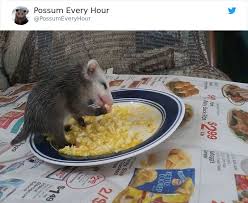 Yes, a opossum would eat a baby animal. 22 Adorable Photos From The Twitter Page Possumeveryhour That May Make You See These Creatures Differently Bored Panda