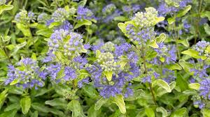 Image result for Caryopteris odorata