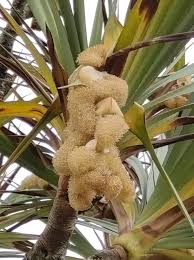 Image result for Pandanus utilis