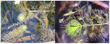 Image result for Aldrovanda vesiculosa